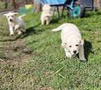 Labrador - 2 Labrador - MM.LV - 2
