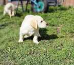 Labrador - 3 Labrador - MM.LV - 3