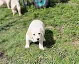 Labrador - 4 Labrador - MM.LV - 4