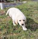 Labrador - 5 Labrador - MM.LV - 5