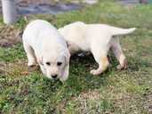 Labrador - 6 Labrador - MM.LV - 6