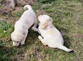 Labrador - 7 Labrador - MM.LV - 7
