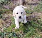 Labrador - 8 Labrador - MM.LV - 8