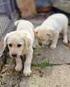 Labrador - 9 Labrador - MM.LV - 9