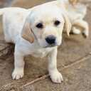 Labrador - 11 Labrador - MM.LV - 11