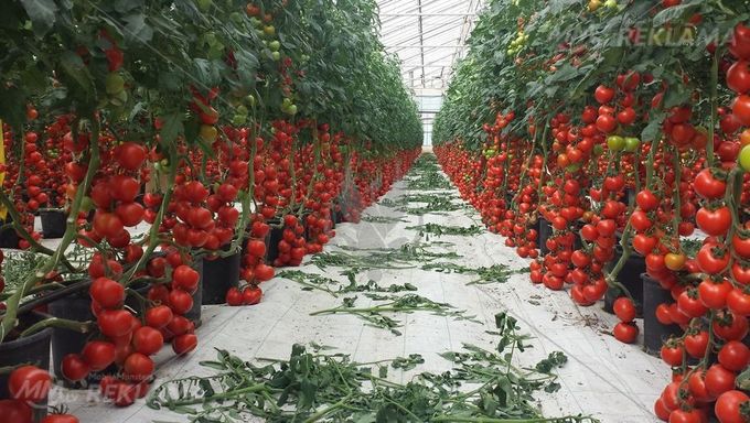 Work in the Netherlands.NL is a tomato greenhouse company. - MM.LV