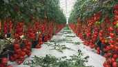 Work in the Netherlands.NL is a tomato greenhouse company. - MM.LV - 1