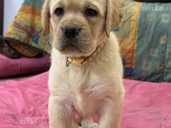 I give a Labrador puppy in good hands - MM.LV