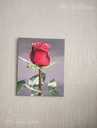 Красная роза акрилом , роза на темном фоне цветочная живопись - MM.LV - 2
