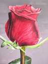Красная роза акрилом , роза на темном фоне цветочная живопись - MM.LV - 3