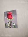 Красная роза акрилом , роза на темном фоне цветочная живопись - MM.LV - 5