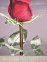 Красная роза акрилом , роза на темном фоне цветочная живопись - MM.LV - 7