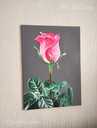 Красная роза на темно сером фоне , акриловая живопись , цветочживопись - MM.LV - 4