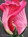 Красная роза на темно сером фоне , акриловая живопись , цветочживопись - MM.LV - 6