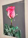 Красная роза на темно сером фоне , акриловая живопись , цветочживопись - MM.LV - 8