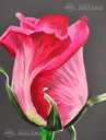 Красная роза на темно сером фоне , акриловая живопись , цветочживопись - MM.LV - 9