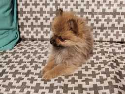 Померанский шпиц - MM.LV