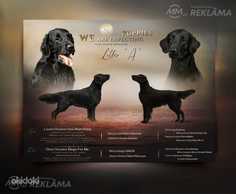 Flat coated retriver - MM.LV