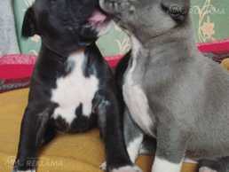 Iespēja rezervēt Amerikāņu stafordšīras terjera kucēnus. - MM.LV