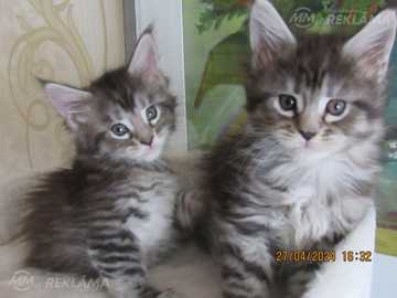 Котята Мэйн кун Котята Мэйн кун - MM.LV