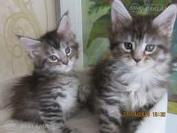 Котята Мэйн кун Котята Мэйн кун - MM.LV