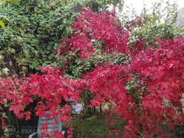 Summer cottage 50 m², 2 fl., 2 rm.. - MM.LV