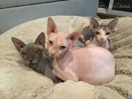 Котята сфинкса Котята сфинкса - MM.LV