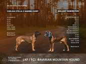 Bavarian Mountain hound - MM.LV