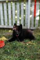 Schipperke Schipperke - MM.LV