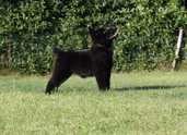 Schipperke - MM.LV - 2