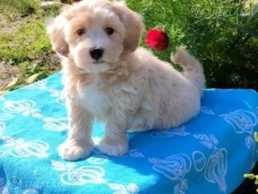 Maltipoo F - 1. Boy. - MM.LV