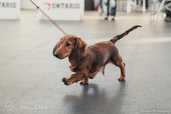 miniature long-haired dachshund puppy - MM.LV