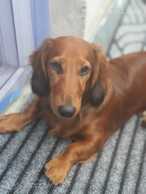 miniature long-haired dachshund puppy miniature long-haired dachshund puppy - MM.LV