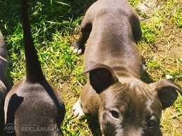 Pārdod Amerikāņu stafordšīras terjera kucēnus. - MM.LV