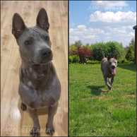 Four 10 month old boys are looking for forever home - MM.LV