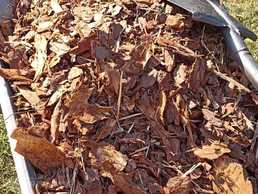 Priedes mizu mulča - MM.LV