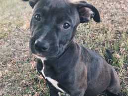 Pārdod Amerikāņu stafordšīras terjera kucēnus. - MM.LV