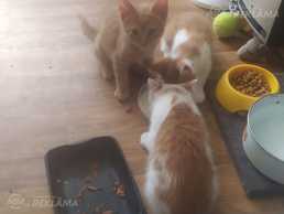 Отдам красивых и умных котят Отдам красивых и умных котят - MM.LV
