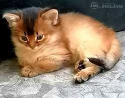Сомалийские котята Сомалийские котята - MM.LV
