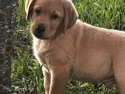 Purebred labradors Purebred labradors - MM.LV