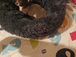 Mini Čihuahua - MM.LV