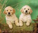 Golden retriever puppies looking for home - MM.LV