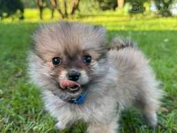 Pardod špica kucēnu - MM.LV