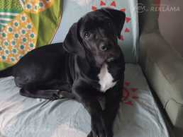 Cane-Corso - MM.LV