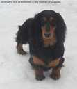 Puppies of the standard long-haired dachshund were born in Estonia - MM.LV - 2