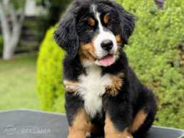 Bernese mountain dog - MM.LV