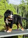 Bernese mountain dog - MM.LV - 2