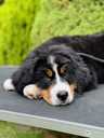 Bernese mountain dog - MM.LV - 3