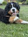 Bernese mountain dog - MM.LV - 4