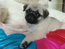 Продажа щенка - MM.LV